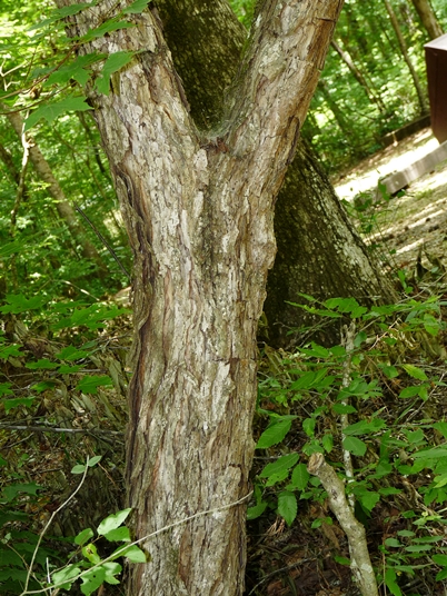 {Prunus americana}